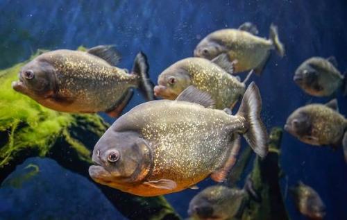 Аквариумная рыбка похожая на пиранью. Виды