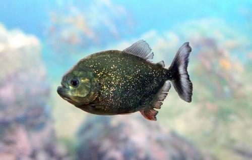 Аквариумная рыбка похожая на пиранью. Виды