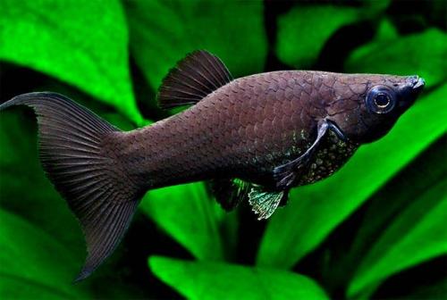 Топ 65 самых интересных аквариумных рыбок. ТОП-23 самых красивых аквариумных рыбок 2022 (с фото и названиями) 10 Топ 65 самых интересных аквариумных рыбок. ТОП-23 самых красивых аквариумных рыбок 2022 (с фото и названиями) 10