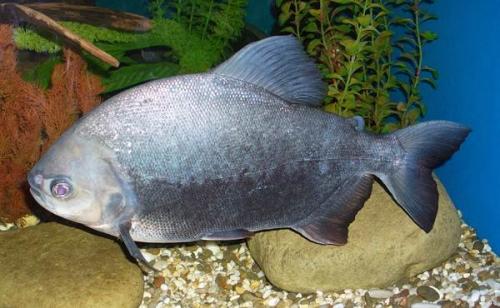 Аквариумная рыбка похожая на пиранью. Виды