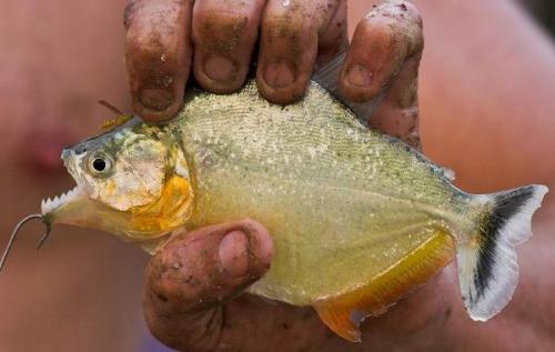Аквариумная рыбка похожая на пиранью. Виды