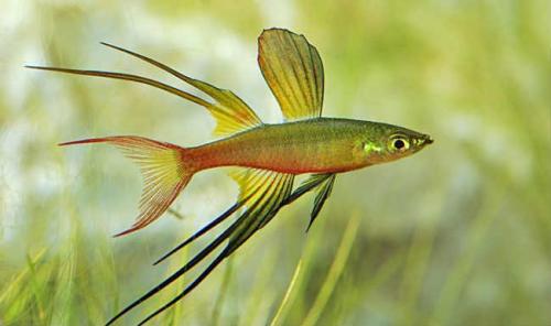 Крупные мирные аквариумные рыбки. Мирные аквариумные рыбки