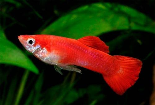 Топ 65 самых интересных аквариумных рыбок. ТОП-23 самых красивых аквариумных рыбок 2022 (с фото и названиями) 08 Топ 65 самых интересных аквариумных рыбок. ТОП-23 самых красивых аквариумных рыбок 2022 (с фото и названиями) 08