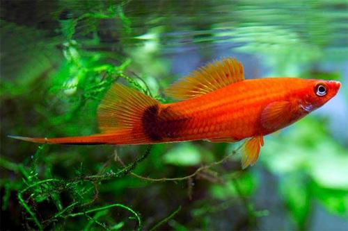 Топ 65 самых интересных аквариумных рыбок. ТОП-23 самых красивых аквариумных рыбок 2022 (с фото и названиями) 09 Топ 65 самых интересных аквариумных рыбок. ТОП-23 самых красивых аквариумных рыбок 2022 (с фото и названиями) 09