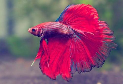 Топ 65 самых интересных аквариумных рыбок. ТОП-23 самых красивых аквариумных рыбок 2022 (с фото и названиями) 16 Топ 65 самых интересных аквариумных рыбок. ТОП-23 самых красивых аквариумных рыбок 2022 (с фото и названиями) 16