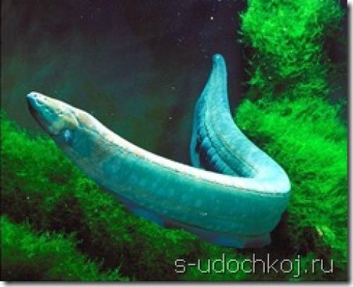 Рейтинг рыб по электрической активности. Самая электрическая рыба