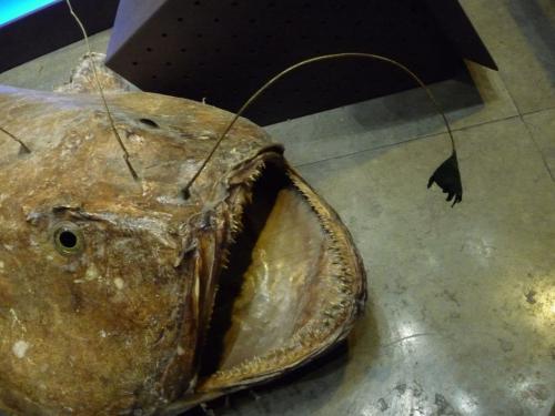 Топ 10 самых необычных рыб. Топ-10 Самые странные рыбы в океане