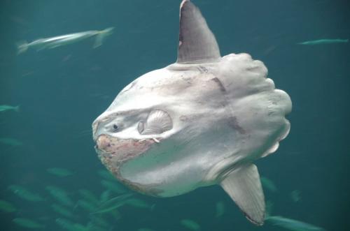 Топ 10 самых необычных рыб. Топ-10 Самые странные рыбы в океане