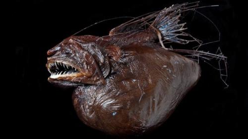 Топ самых некрасивых рыб. Ужас под водой: самые страшные рыбы, увидеть их не захочет никто