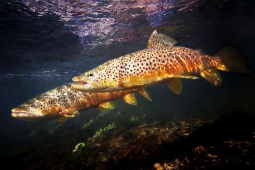 Самая редкая рыба в России. Рыбы занесенные в Красную книгу России