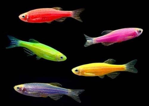 Самые необычные рыбки. Самые интересные и необычные аквариумные пресноводные рыбки