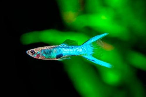 Топ 20 аквариумных рыбок. Самые популярные аквариумные рыбки