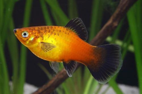 Топ-20+ самые интересные аквариумные рыбки. ТОП-16 лучших аквариумных рыбок