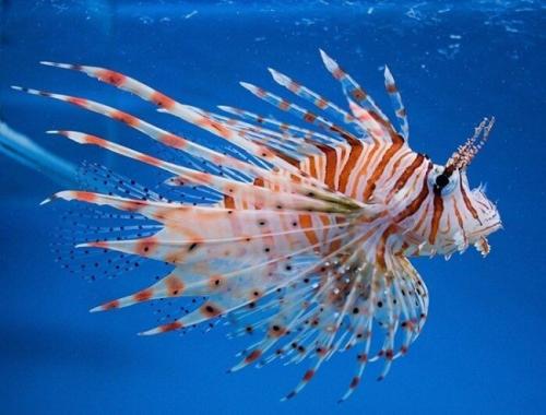 Топ-20+ самые интересные аквариумные рыбки. ТОП-16 лучших аквариумных рыбок 15