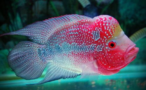 Самые смешные аквариумные рыбки. Самые необыкновенные аквариумные рыбки: скорее всего вы о них даже не знали