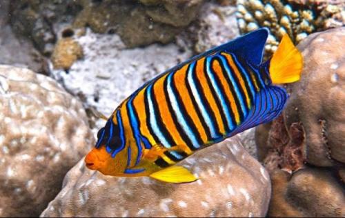 Топ-20+ самые интересные аквариумные рыбки. ТОП-16 лучших аквариумных рыбок 14