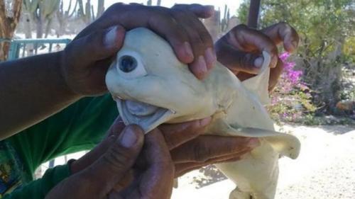 Самые редкие рыбы в мире. 9 самых редких и ужасно выглядящих видов рыб на планете