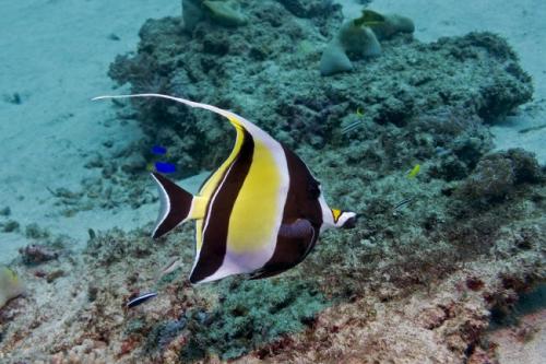 Топ-20+ самые интересные аквариумные рыбки. ТОП-16 лучших аквариумных рыбок 16