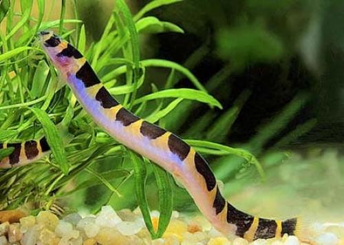 Необычные аквариумные рыбки. Самые интересные и необычные аквариумные пресноводные рыбки