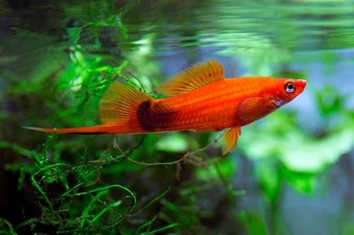 Топ 20 аквариумных рыбок. Самые популярные аквариумные рыбки
