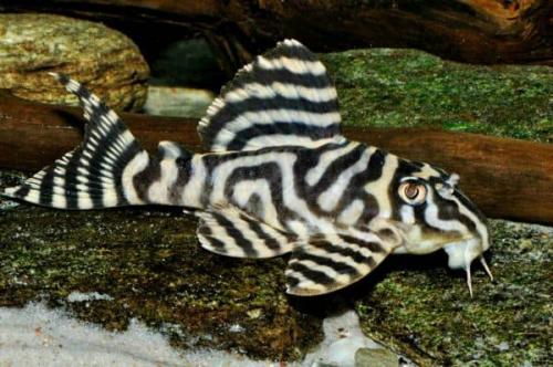 Самые смешные аквариумные рыбки. Самые необыкновенные аквариумные рыбки: скорее всего вы о них даже не знали