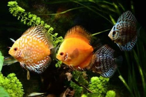 Необычные аквариумные рыбки. Самые интересные и необычные аквариумные пресноводные рыбки