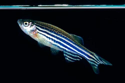 Топ 20 аквариумных рыбок. Самые популярные аквариумные рыбки