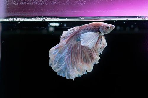 Топ 20 аквариумных рыбок. Самые популярные аквариумные рыбки