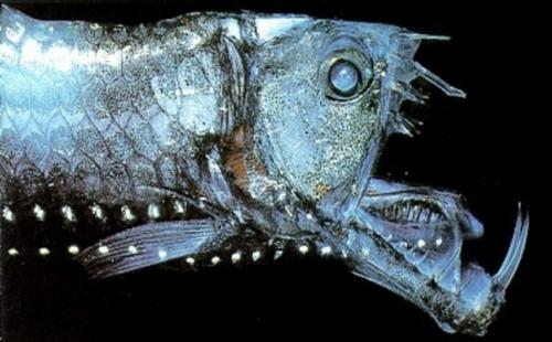 10 самых причудливых рыб мирового океана. Малоротая макропинна (англ. лат. Macropinna microstoma) — победитель по причудливости 09