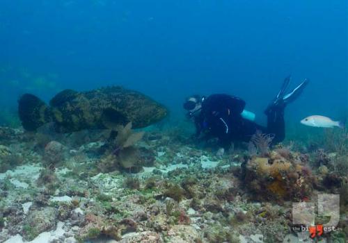 Самые самые рыбы. Список самых крупных рыб планеты