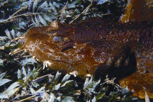 10 самых причудливых рыб мирового океана. Малоротая макропинна (англ. лат. Macropinna microstoma) — победитель по причудливости 06