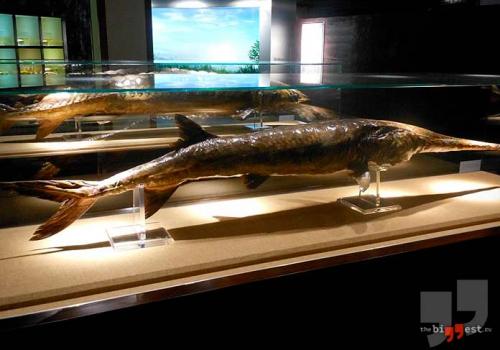 Самые самые рыбы. Список самых крупных рыб планеты