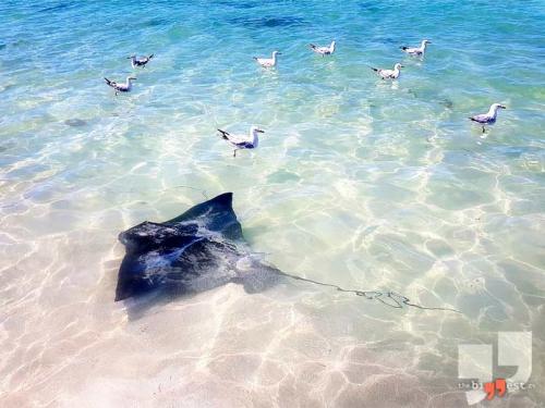 Самые самые рыбы. Список самых крупных рыб планеты