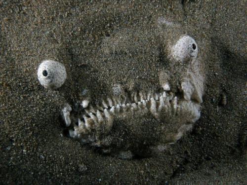 10 самых причудливых рыб мирового океана. Малоротая макропинна (англ. лат. Macropinna microstoma) — победитель по причудливости 08