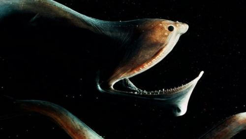 Самые необычные рыбы мира » интересные факты. LiveInternetLiveInternet