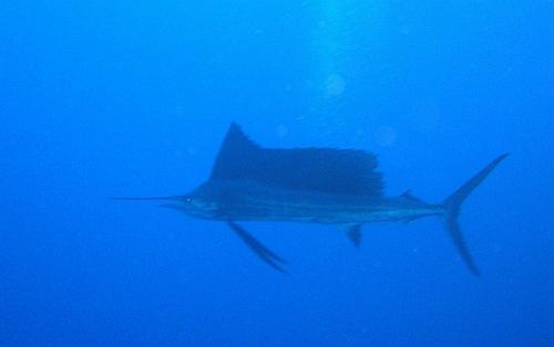 Самые самые рыбы. Какая рыба самая быстрая?