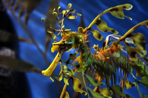 Самые необычные рыбы мира » интересные факты. LiveInternetLiveInternet