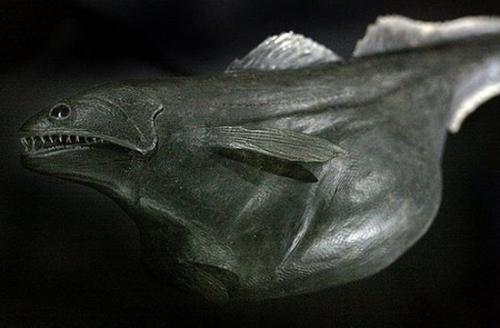 Самые необычные рыбы мира » интересные факты. LiveInternetLiveInternet