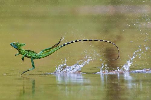 Интересные факты для детей 5-6 лет. Интересные научные факты для детей