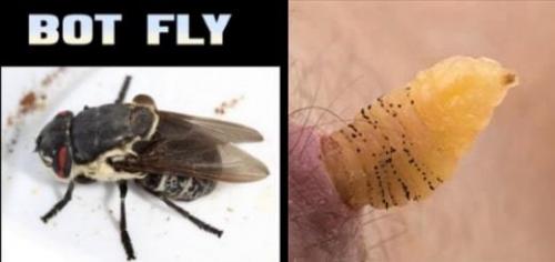 Самый быстрый проводной интернет в мире. Cамый быстрый интернет в мире (мобильный и на компьютере)?