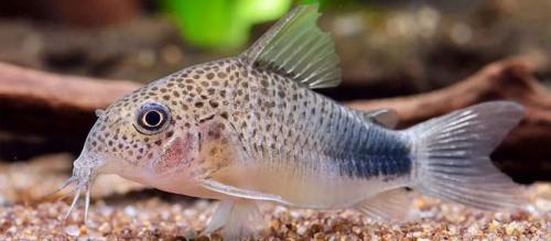 Как рыба сом защищается от хищников