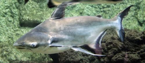 Как рыба сом защищается от хищников