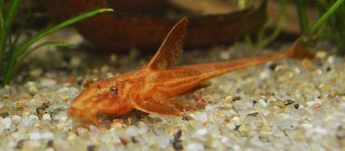 Как рыба сом стала одним из самых интересных представителей подводного мира 03