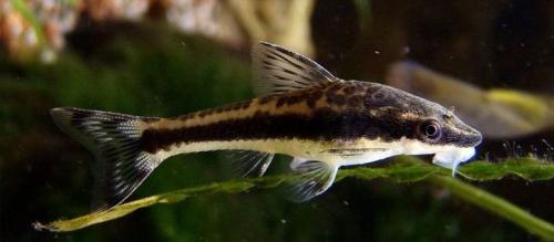 Как рыба сом защищается от хищников