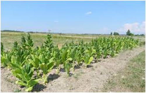 Как курение влияет на репродуктивную систему