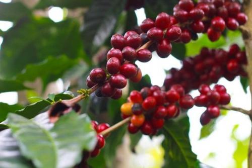 Как влияет климат на вкус кофе. Чем важен терруар?