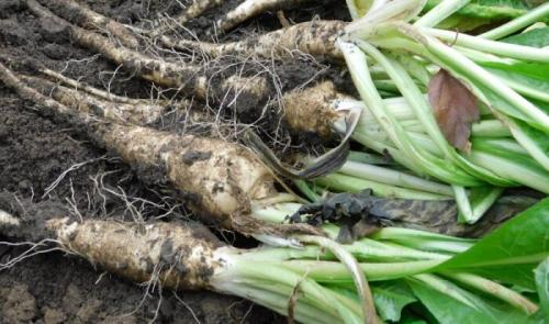 Какие необычные рецепты кофе можно предложить для вегетарианцев и веганов. Вегетарианский кофе (Beyond coffee, Цикорий)