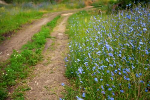 Какие необычные рецепты кофе можно предложить для вегетарианцев и веганов. Вегетарианский кофе (Beyond coffee, Цикорий)