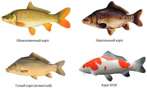 Интересные факты о карпообразных кратко. Рыба карп —, как выглядит, где обитает, чем питается, 10 популярных видов