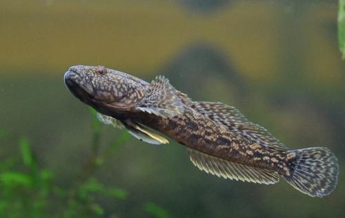 Что известно про рыбу-бычок. Почему рыбу прозвали бычком: значение привычного названия